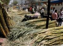 sugarcane, sugar output, sugar production in india, isma, isma estimates, sugar stocks
