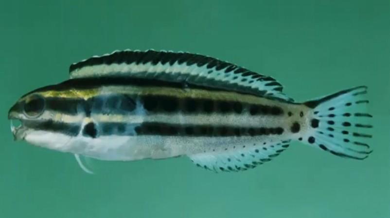 fish, Fang blennies, pain killers, poisonous, health,