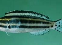 fish, Fang blennies, pain killers, poisonous, health,