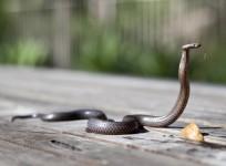 Summer tips, top tips this summer, beat the heat, tips to protect animals in summer, how to help animals this summer, Pet care in summer, taking care of snakes. taking care of birds, cat care in summer