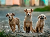 Summer tips, top tips this summer, beat the heat, tips to protect animals in summer, how to help animals this summer, Pet care in summer, taking care of snakes. taking care of birds, cat care in summer