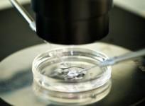 New explanation for why fertility declines with age emerges