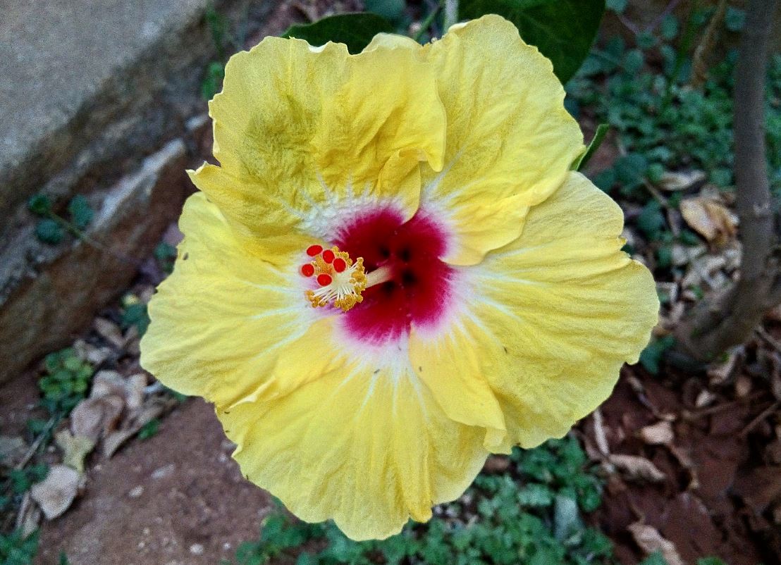 Oukitel U20 Plus, features, design language, camera, U20 Plus review