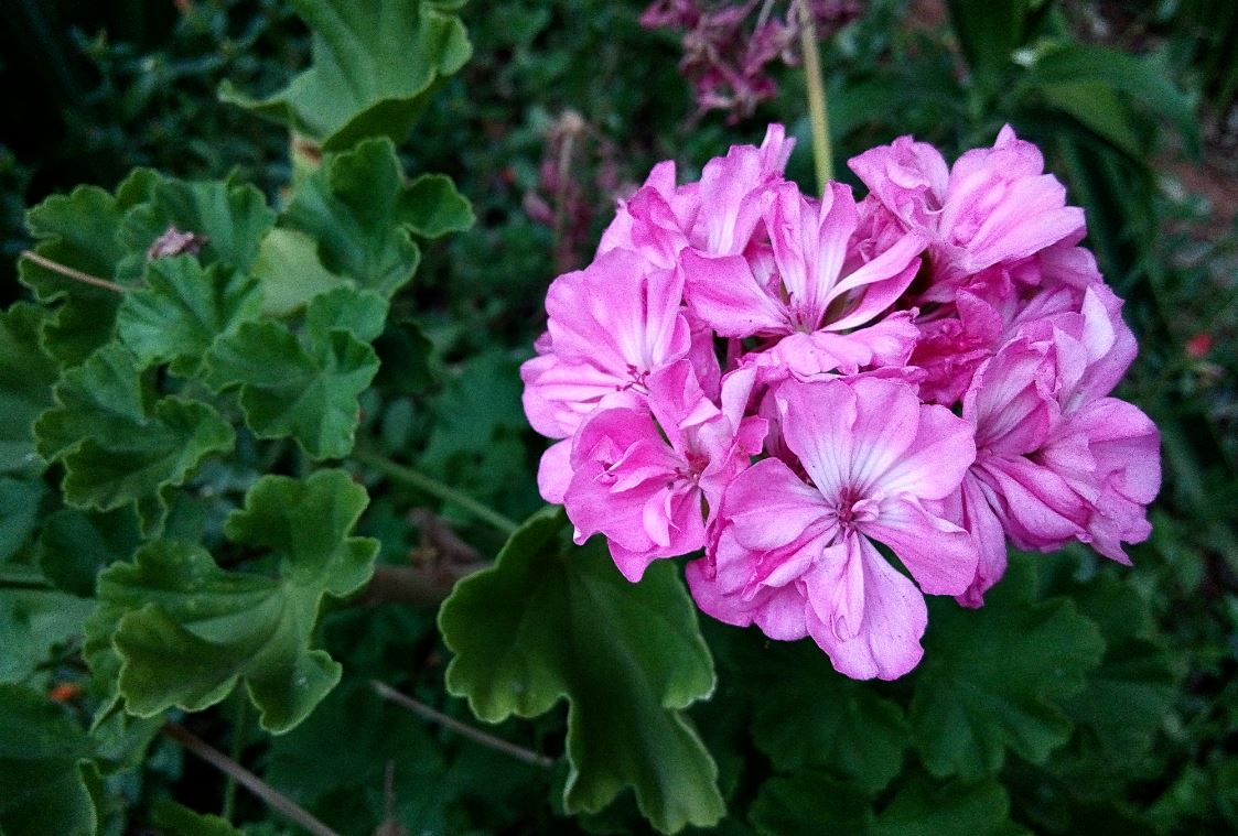 Oukitel U20 Plus, features, design language, camera, U20 Plus review