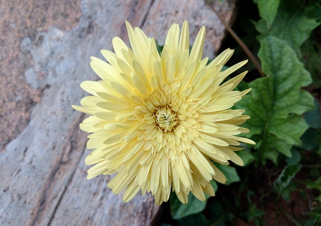 Oukitel U20 Plus, features, design language, camera, U20 Plus review