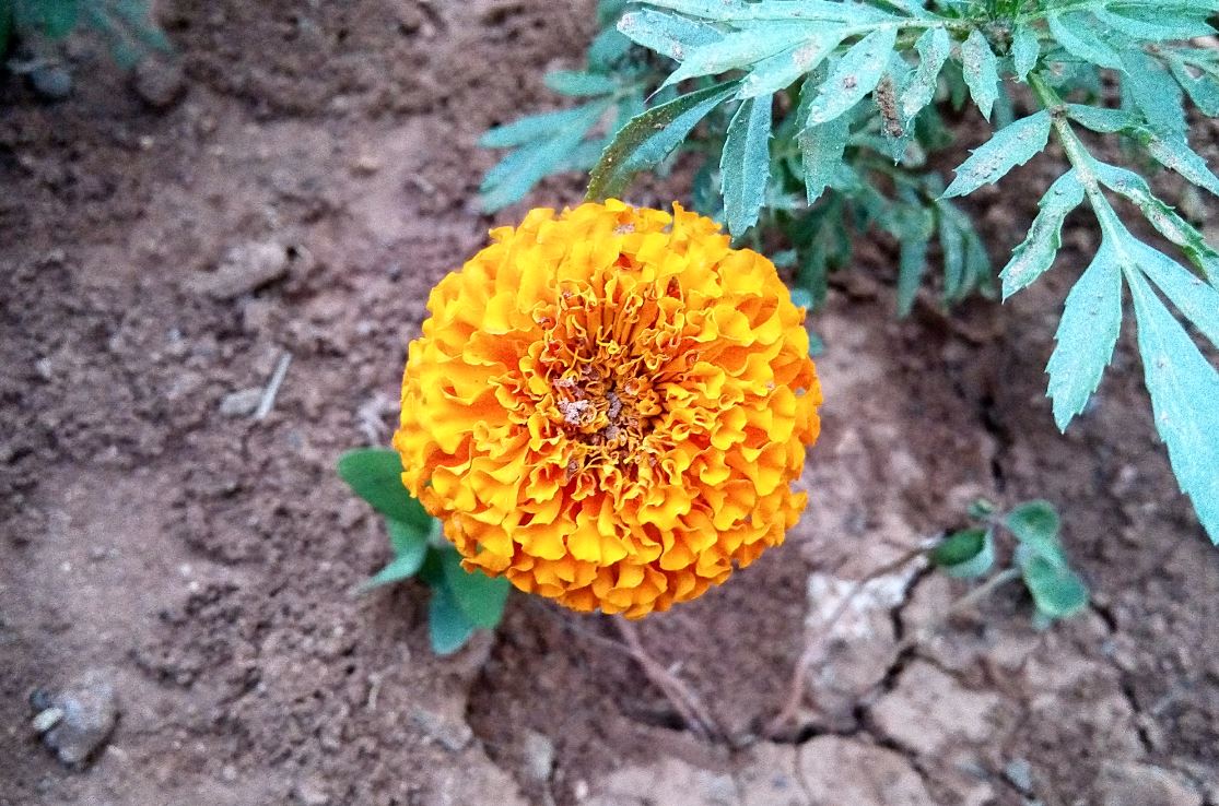 Oukitel U20 Plus, features, design language, camera, U20 Plus review