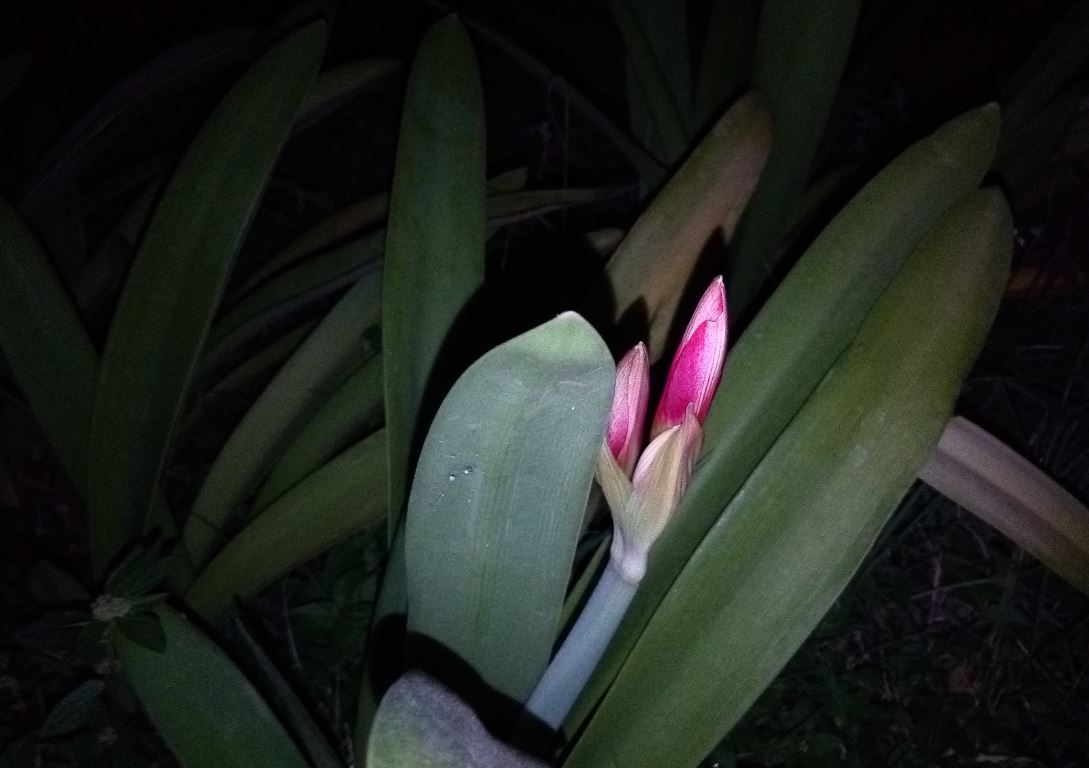 Oukitel U20 Plus, features, design language, camera, U20 Plus review