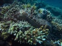Scientists 3D modelling Great Barrier Reef to show impact of coral bleaching