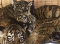 Three baby tigers saved from tiny maggot-infested crate after seven days at Beirut Airport