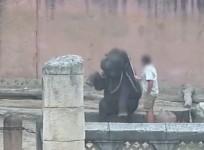 Hanover Zoo accused of abusing baby elephants