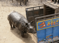 Rhino charges elephants and a conservation truck on release in Nepal