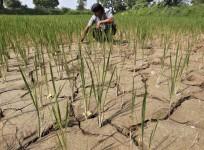 indian farmer, farm loan waiver, up govt waives farm loans, bjp kisan morcha, congress govt, bank loans, rbi governor urjit patel