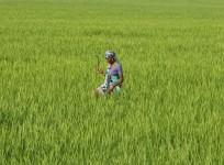 indian farmer, farm loan waiver, up govt waives farm loans, bjp kisan morcha, congress govt, bank loans, rbi governor urjit patel