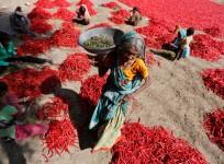 indian farmer, red chillies, chilli farming, indian chillies, farm loan waiver, up govt waives farm loans, bjp kisan morcha, congress govt, bank loans, rbi governor urjit patel
