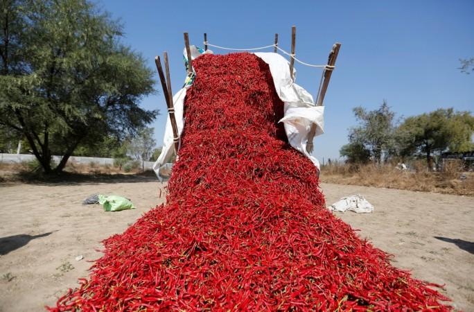 A tractor unloads red chillies at a farm on the outskirts of Ahmedabad, India, February 10, 2017. chilli, chilli farmers, red chillies, gauri khan red chillies, chilli prices, chilli farming in telangana
