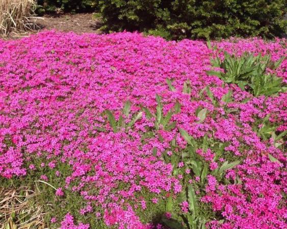 The wild ground phlox flower or moss pink herb, which is the reason behind the name wild ground phlox flower, Pink moon,