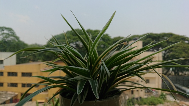 Sony Xperia XZs Camera Sample Sony Xperia XZs Camera Sample