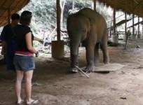 Elephants are aware of their own bodies