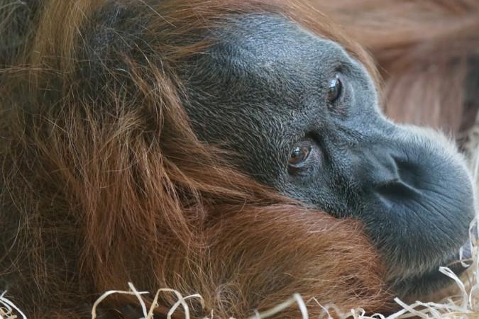 The Sumatran orangutan ape species could be the first one to go extinct. Orangutan, extinction, ape, Sumatra Island,