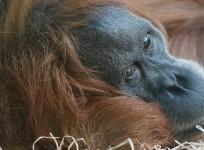 Orangutan, extinction, ape, Sumatra Island,