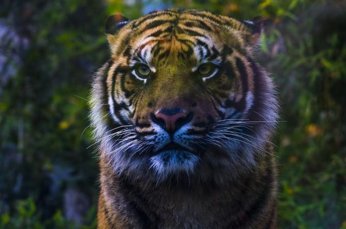 The population of tigers and rhinos in Sumatra have depleted too because of the harm caused by humans to the Leuser Ecosystem. tiger, rhino, extinction,Sumatra,