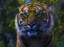 tiger, rhino, extinction,Sumatra,