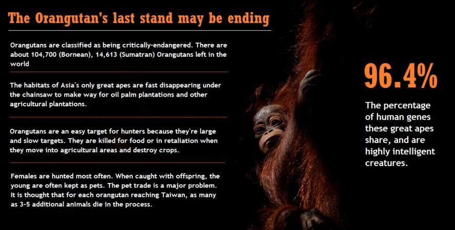 Orangutan conservation, Orangutan extinction