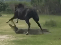 Watch vicious horse attacking alligator at national park in Florida