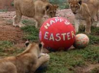 Lion cubs, monkeys and meerkats enjoy Easter treats at Australian zoo