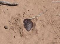 ufo, Rosewell crash, Roswell Rock, alien, ufo, mystery,