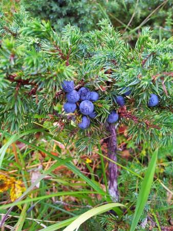 Juniper berries juniper berries, gin, health,metabolism,