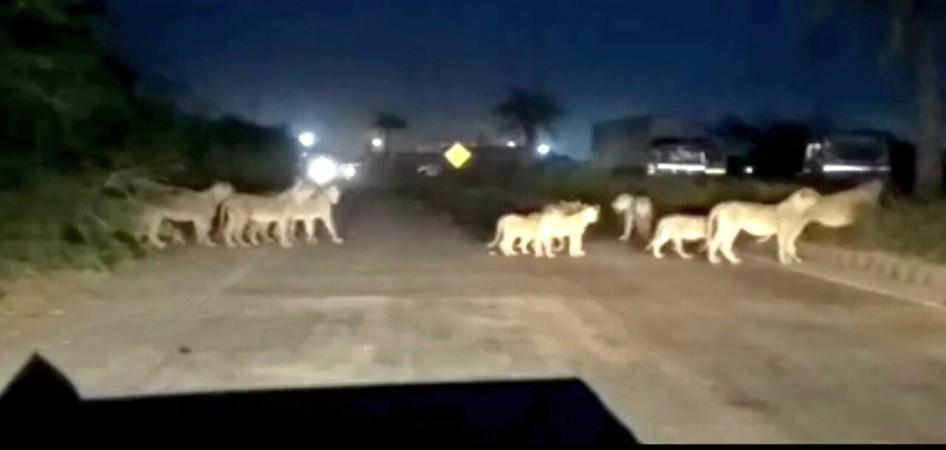 A pride of lions crossing the Pipavav-Rajula highway in Gujarat A pride of lions crossing the Pipavav-Rajula highway in Gujarat