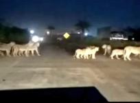A pride of lions crossing the Pipavav-Rajula highway in Gujarat