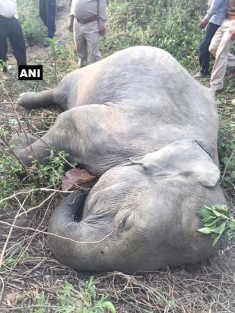 Two elephant cubs dies in Uttarakhand after being hit by Ranikhet Express