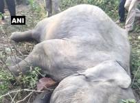 Two elephant cubs dies in Uttarakhand after being hit by Ranikhet Express