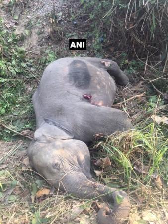 Two elephant cubs dies in Uttarakhand after being hit by Ranikhet Express