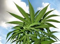 Weed, marijuana, meteorite, hoax