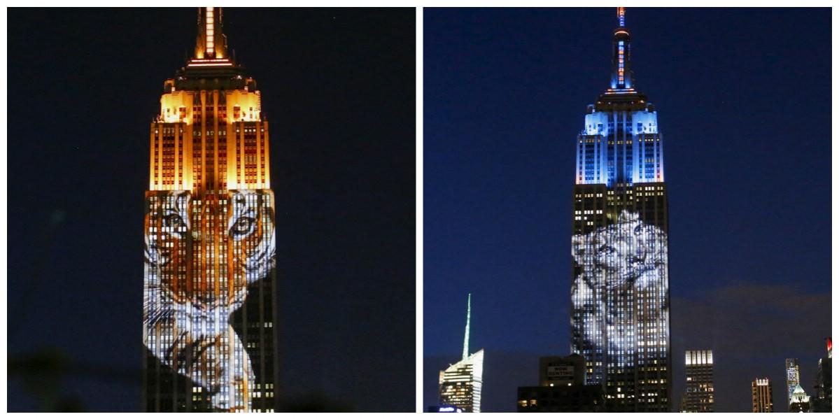 Animal Projections on Empire State Building Empire State Building