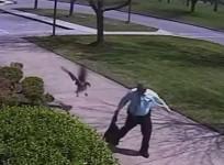 Angry goose attacks Indiana police officer in hilarious viral video