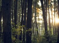 Forests