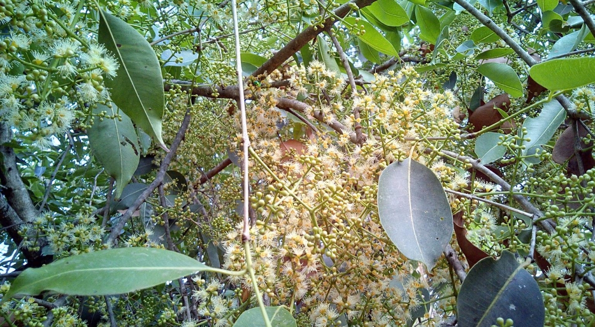 Oukitel Camera review: Camera sample taken during day light with shade Oukitel U13, review, price, design, specifications, hands-on