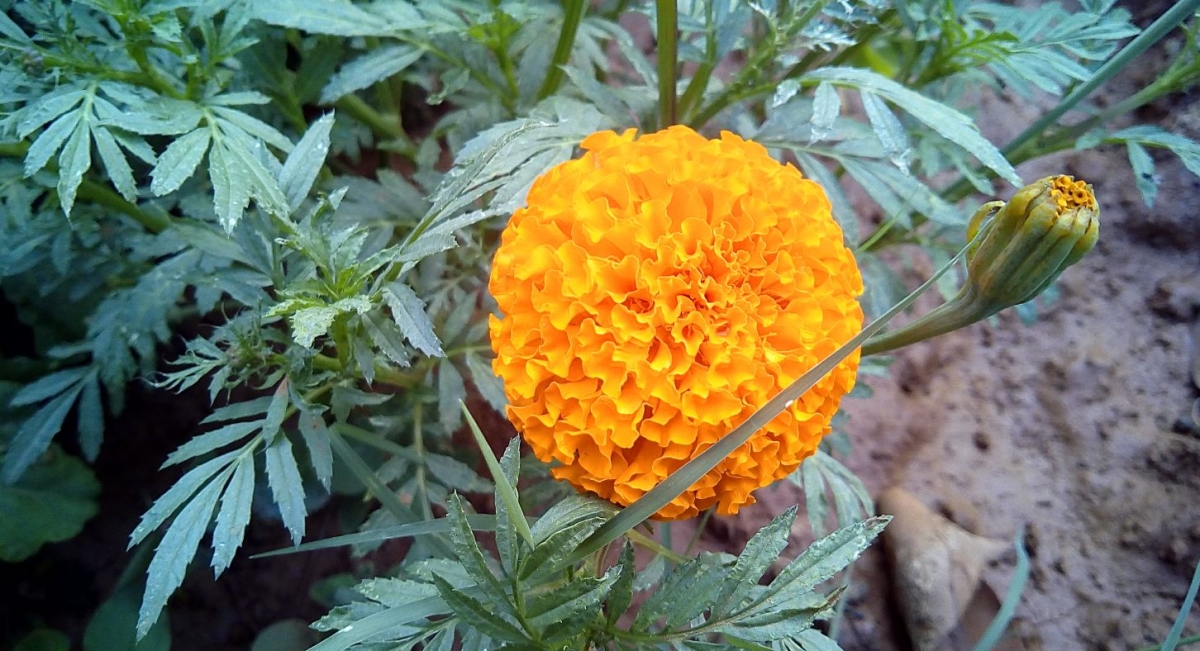 Oukitel U13 camera review: Camera shot taken during evening Oukitel U13, camera, review, price, design, specifications, hands-on