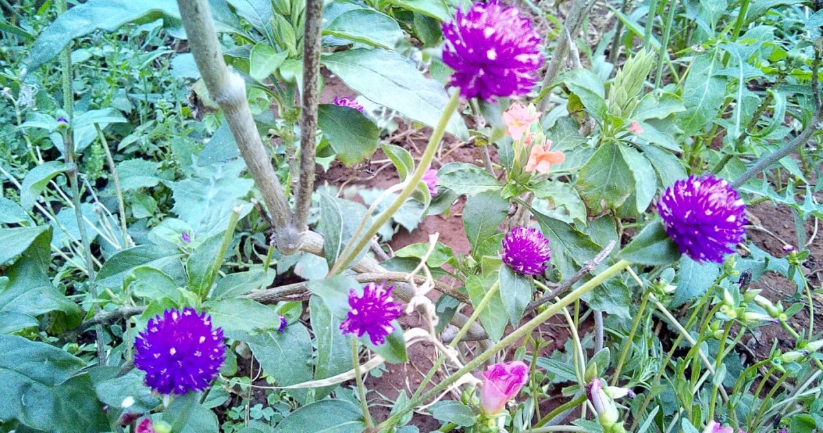 Oukitel U13 camera review: Camera sample taken during evening Oukitel U13, camera, review, price, design, specifications, hands-on