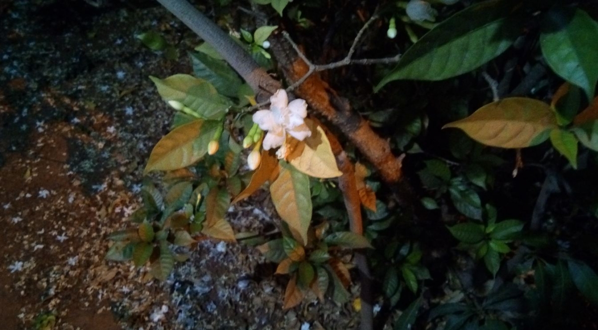 Oukitel U13 camera review: Photo sample taken during night without LED flash support Oukitel U13, camera, review, price, design, specifications, hands-on