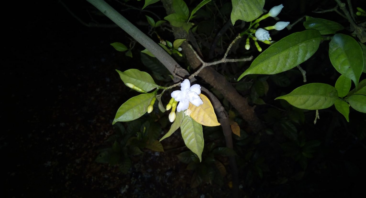 Oukitel U13 camera review: Photo sample taken during night with the help of LED flash support Oukitel U13, review, price, design, specifications, hands-on