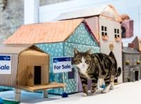 The estate agent helping homeless cats get on the ‘prop-paw-ty’ ladder