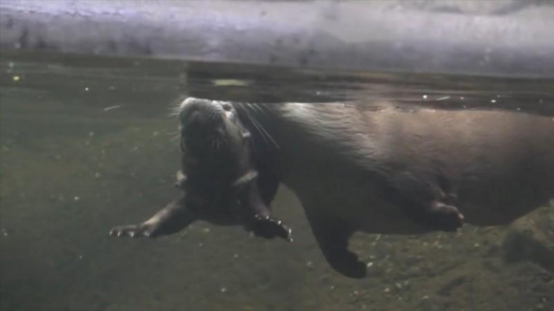Adorable baby otter learns how to swim Adorable baby otter learns how to swim