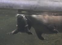Watch: Adorable baby otter learns how to swim