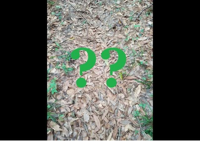 Can you spot a snake in this picture? Netizens go crazy over it. Snake, spot the snake, viral photo