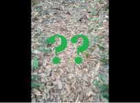 Snake, spot the snake, viral photo